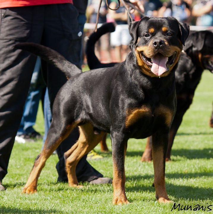 Excalibur vom Quercus Wald Excalibur vom Quercus Wald